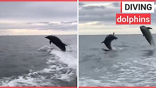 Incredible video footage shows pod of dolphins leap out of the water whilst chasing speedboat