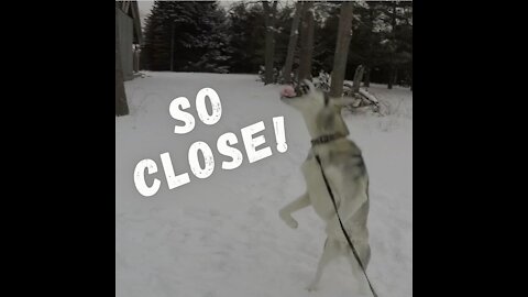 Husky Narrowly Misses Red Tennis Ball - Epic!
