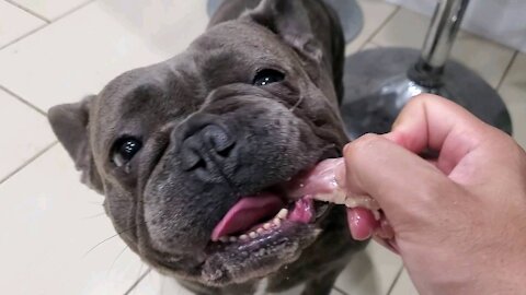 Bulldog eating a chicken neck