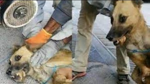 Saving a dog from certain death... an influential humanitarian position!