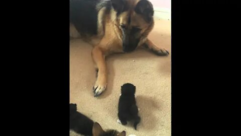 German Shepherd frightened by 3 weeks old Kittens