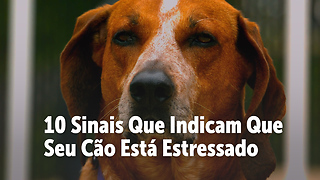 10 Sinais Que Indicam Que Seu Cão Está Estressado