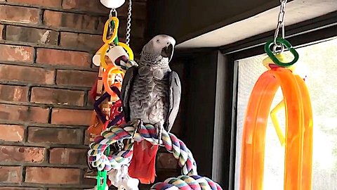 Polite parrot delivers hilarious potty talk