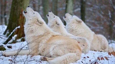 10 Interesting Facts About Wolves