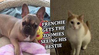 French Bulldog gets the ZOOMIES seeing his BESTIE