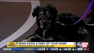 Rescues in Action Aug. 4 | Kadin needs a home