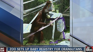 Zoo sets up baby registry for Orangutans