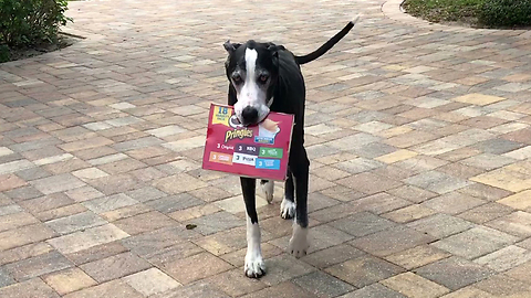 Happy Great Dane Loves To Carry In Groceries