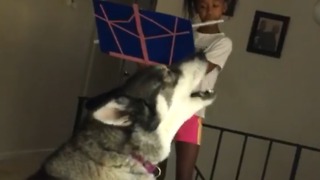 Dogs Howl While A Girl Plays The Flute