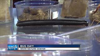 Bug Day Sunday at the Wehr Nature Center