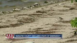 Manatee County leaders declare local state of emergency due to Red Tide