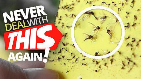 This Will Save Your Plants From This Dreaded Winter Pest! Fungus Gnat Control Beat Them For Good!
