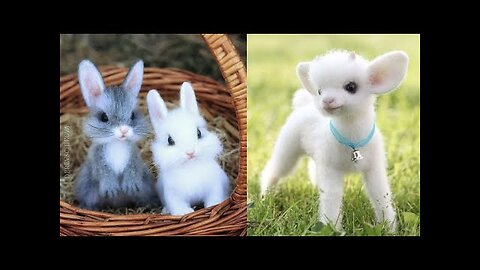 Cutest baby animals Videos Compilation Cute moment of the Animals #4 - CMC Animels 2024