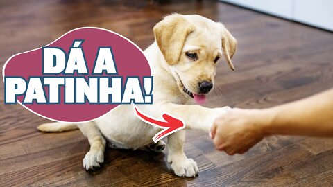 MÉTODO FÁCIL: como ensinar o cachorro A DAR A PATA, SENTAR E DEITAR! APRENDA AGORA!