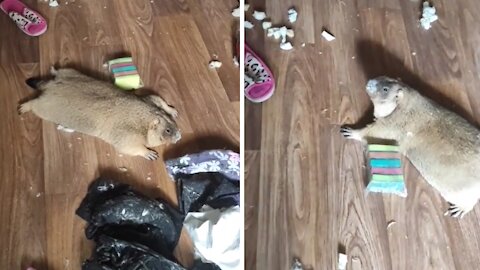 Groundhog absolutely destroys house after being left home alone