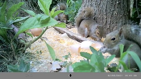 Some 🐿️Squirrelage 🐿️for your perusal 👀#cute #funny #animal #nature #wildlife #trailcam #farm