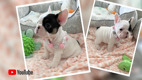 "🐶💖 When Frenchie puppies 🐶 don’t get their way 😂” Poetic French Bulldog Puppies 🏝 Miami Beach
