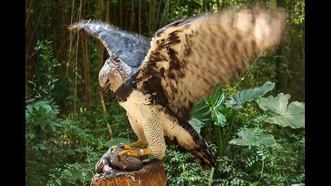 Meet the BIGGEST HARPY EAGLE