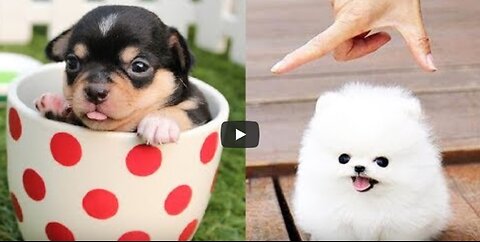 Funny DOG Videos 😂🐶