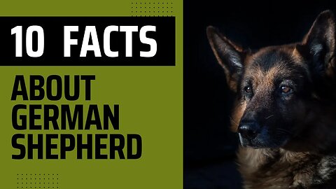 10 German Shepherd Dog Facts. Everything you need to know about German Shepherd.