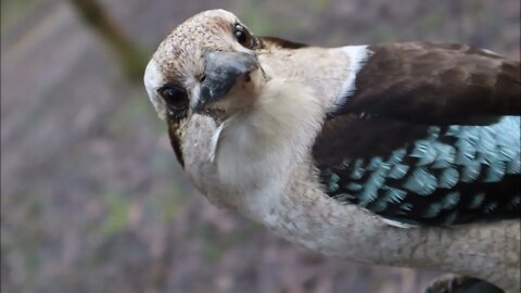 Kookaburras Rosellas Parrakeets Sth West Vic