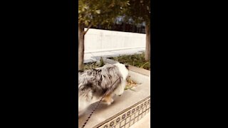 Floki the Rough Collie Jumping during walk