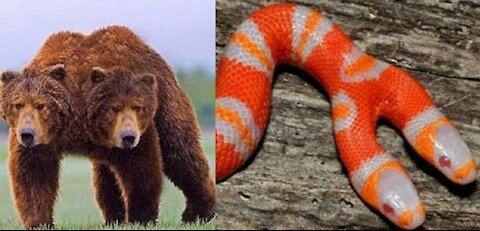 5 Weird Two Headed Animals that You Never Seen in Your Life