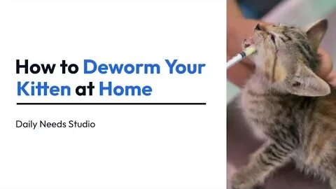 How to Deworm Your Kitten at Home | Daily Needs Studio