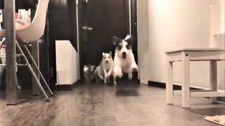 Jack Russell Terriers preciously run to greet owner