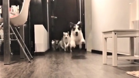 Jack Russell Terriers preciously run to greet owner