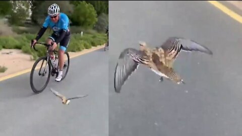 Birds flying after cyclists are so cute.