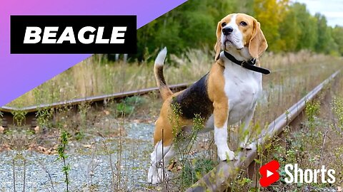 Beagle 🐶 One Of The Most Popular Dog Breeds In The World #shorts