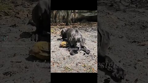 Great Dane Life #dog #cute #beach #dogs #doglover #greatdane #greatdanes #florida