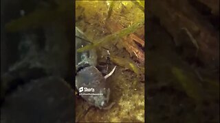 Turtle Gets Hooked