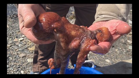 Octopus Raids Our Shrimp Pot