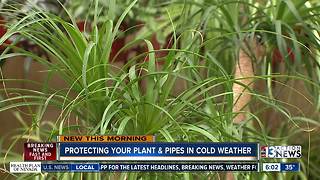 Protecting plants, pipes from cold