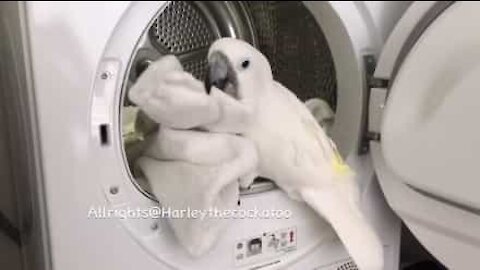 Catatua aiuta a fare la lavatrice