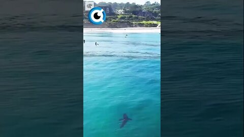 Tubarao Incrivel Interagindo Com Surfistas | Por saxonthomaschang (Ig) #tubarão #tubarão