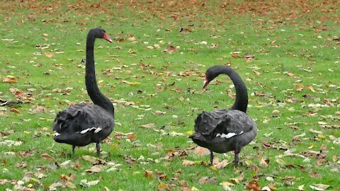 Black Swans HD