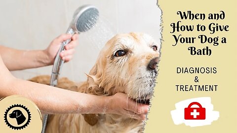 When and How to Give Your Dog a Bath | DOG HEALTH 🐶 #BrooklynsCorner