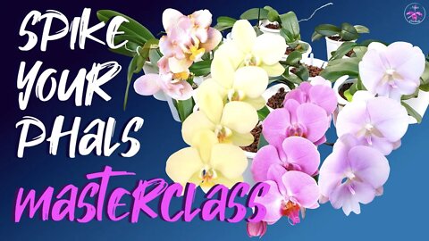 How to spike phalaenopsis orchids w/out misinterpreting 'Tips & Tricks' | Optimal light levels ☀️🌸