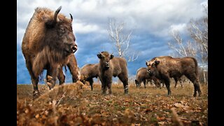 Bison -everything about American Bison -