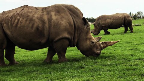 Gigantic and powerful rhinoceros graze on grass beside car on safari