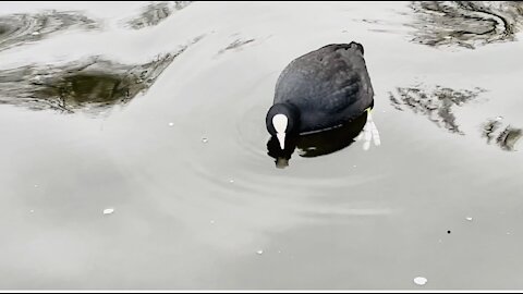 Water fowl and another big bird , do u know his name?!