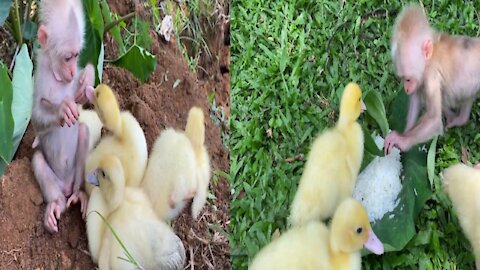 Baby Monkey Takes Care Of Ducks Safely