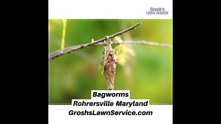 Bagworms Rohrersville Maryland Video