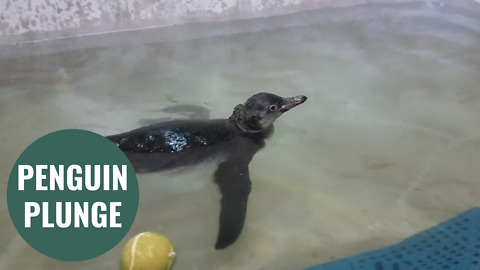 Penguin chick takes its first swimming lesson