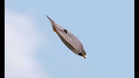 THE PEREGRINE FALCON STOOPING & HITS TIME SKIP (A MEDITATION ON SPIRITUAL POWERS)