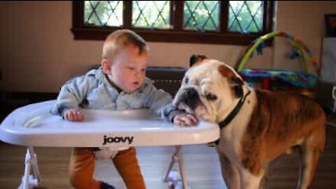 Bulldog fa il bagno di saliva a un bebè