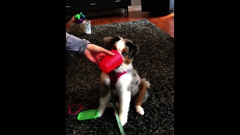 Super smart puppy performs complex dog trick